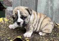 Navy, a female English Bulldog and Olde English Bulldogge for sale in Ligonier, IN – 4 of 4