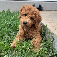 Tyler, a male Poodle - Miniature  for sale in Ligonier, IN – 2 of 4