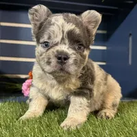 Gabriel, a male French Bulldog for sale in Ligonier, IN – 2 of 5