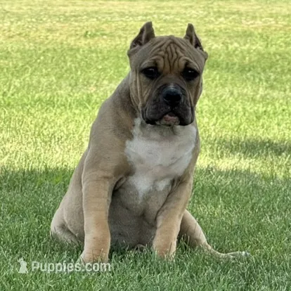 Flora – American Bully puppy for sale in Ligonier, IN