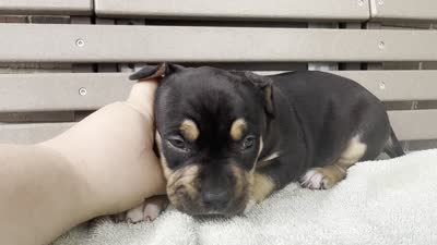 Gia, a female American Bully for sale in Ligonier, IN – 4 of 4