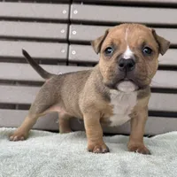 Gage, a male American Bully for sale in Ligonier, IN – 3 of 4