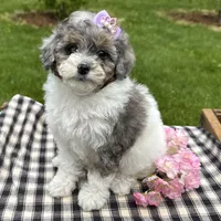 Harper, a female Poodle - Toy  for sale in Ligonier, IN – 2 of 5