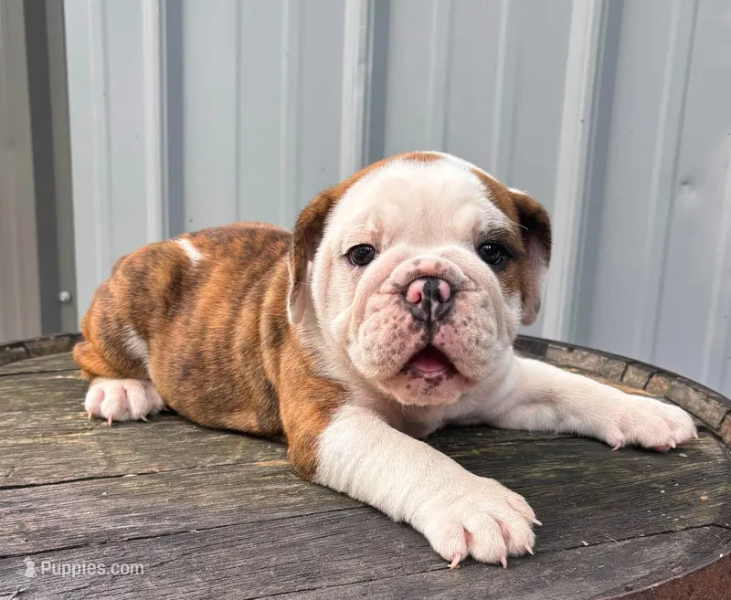 Lily  – English Bulldog, Olde English Bulldogge puppy for sale in Ligonier, IN