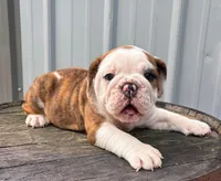 Lily , a female English Bulldog and Olde English Bulldogge for sale in Ligonier, IN – 1 of 4
