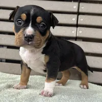 Gemma, a female American Bully for sale in Ligonier, IN – 2 of 4