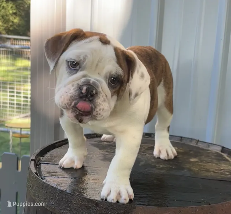 Lily  – English Bulldog, Olde English Bulldogge puppy for sale in Ligonier, IN