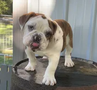 Lily , a female English Bulldog and Olde English Bulldogge for sale in Ligonier, IN – 1 of 4