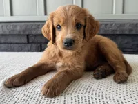 Copper, a male Irish Doodle for sale in Ligonier, IN – 4 of 5