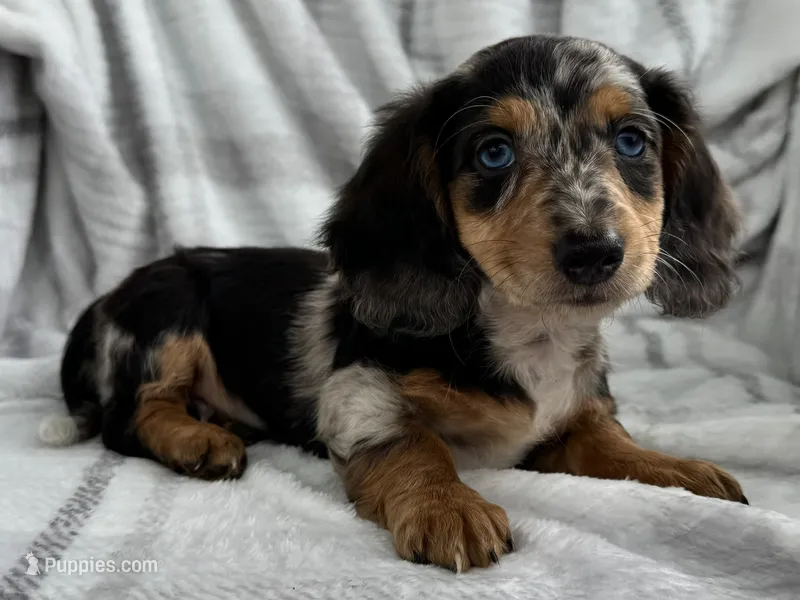 Dominic  – Dachshund puppy for sale in Ligonier, IN