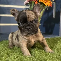 Hank, a male French Bulldog for sale in Ligonier, IN – 3 of 4