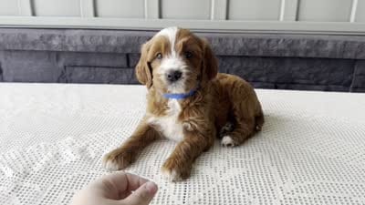 Rusty, a male Irish Doodle for sale in Ligonier, IN – 5 of 5