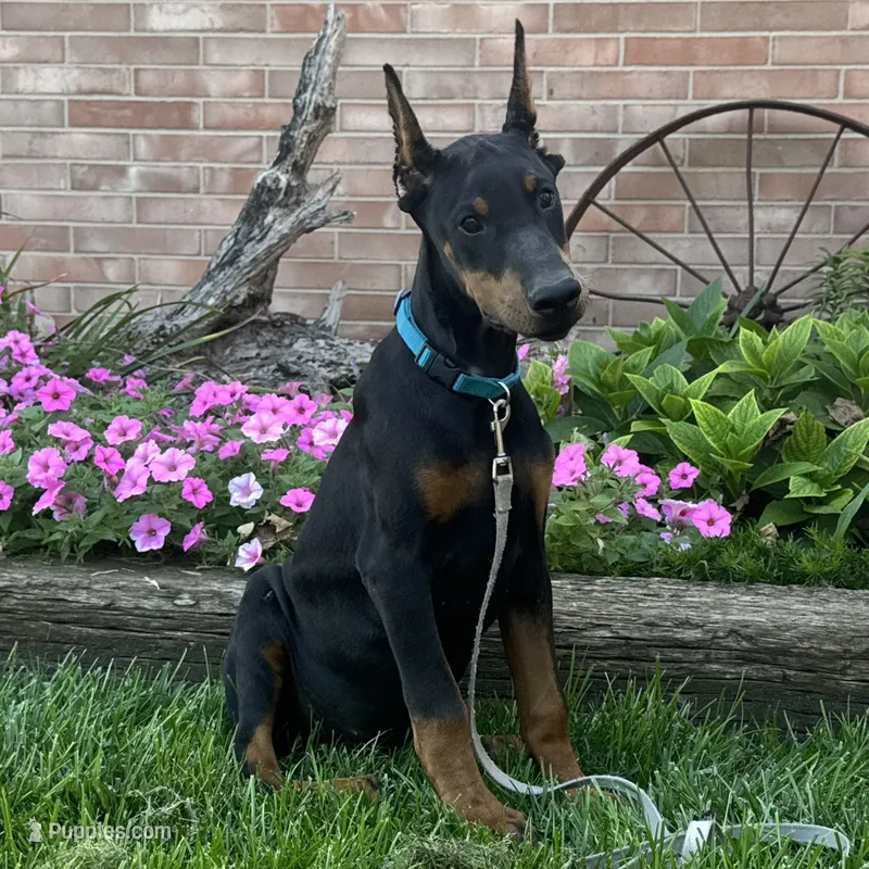Zuri – Doberman Pinscher puppy for sale in Ligonier, IN