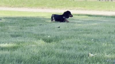 Duke, a male Dachshund for sale in Ligonier, IN – 4 of 4