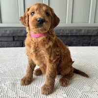 Ginger, a female Irish Doodle for sale in Ligonier, IN – 2 of 5