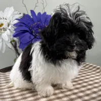 Bubbles, a female Havapoo for sale in Ligonier, IN – Photo 3 of 4