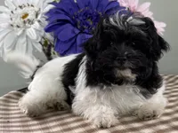 Bubbles, a female Havapoo for sale in Ligonier, IN – Photo 2 of 4