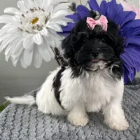 Bubbles, a female Havapoo for sale in Ligonier, IN – Photo 4 of 4