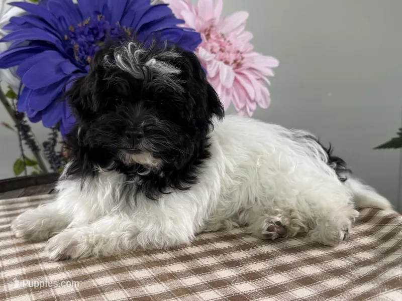 Bubbles – Havapoo puppy for sale in Ligonier, IN