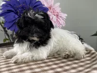 Bubbles, a female Havapoo for sale in Ligonier, IN – Photo 1 of 4