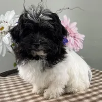 Bubbles, a female Havapoo for sale in Ligonier, IN – Photo 4 of 4