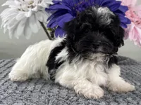 Bubbles, a female Havapoo for sale in Ligonier, IN – Photo 2 of 4