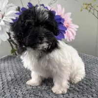 Bubbles, a female Havapoo for sale in Ligonier, IN – Photo 1 of 4