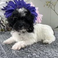 Bubbles, a female Havapoo for sale in Ligonier, IN – Photo 3 of 4