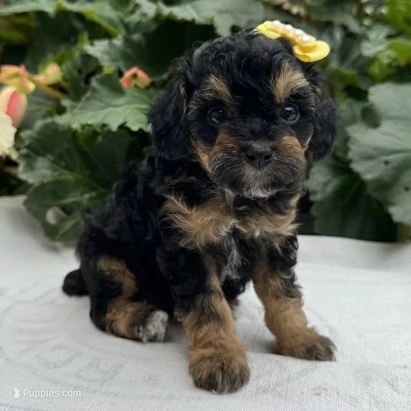 Faith – Poodle - Miniature  puppy for sale in Ligonier, IN