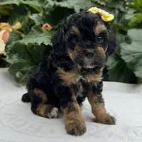 Faith, a female Poodle - Miniature  for sale in Ligonier, IN – 1 of 3