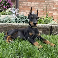 Ankor , a male Doberman Pinscher for sale in Ligonier, IN – 6 of 7