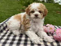 Harmony , a female Poodle - Toy  for sale in Ligonier, IN – 3 of 5