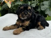 Finn, a male Poodle - Miniature  for sale in Ligonier, IN – 3 of 5