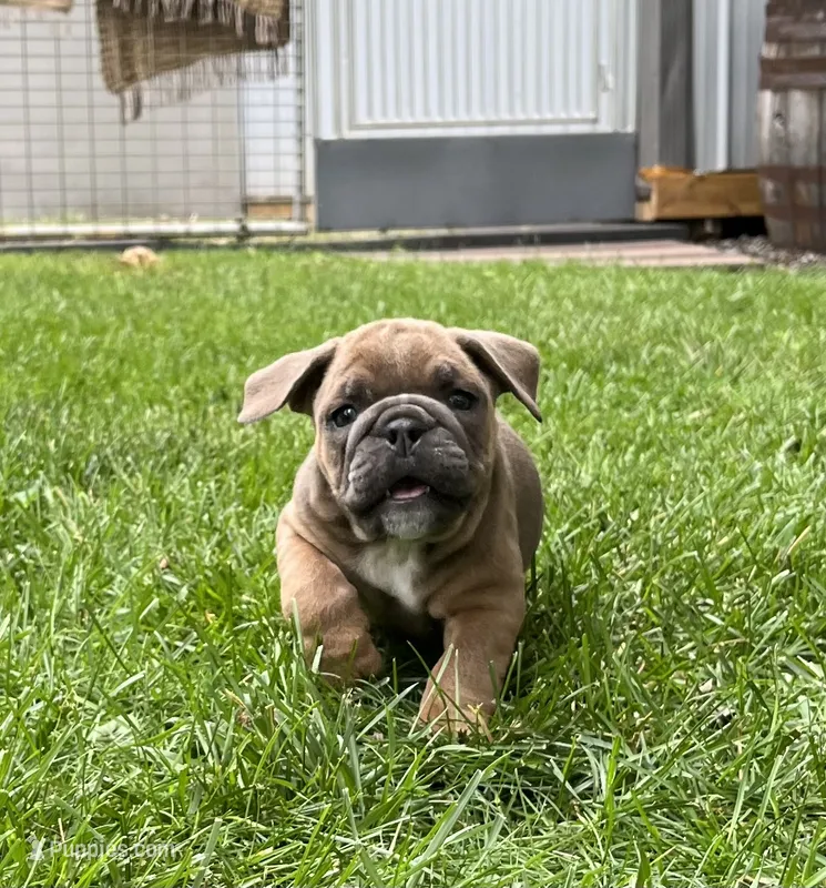 Tater – English Bulldog puppy for sale in Ligonier, IN