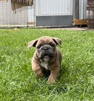 Tater, a male English Bulldog for sale in Ligonier, IN – 1 of 4