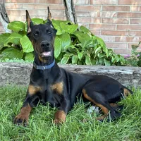 Amika, a male Doberman Pinscher for sale in Ligonier, IN – 3 of 5
