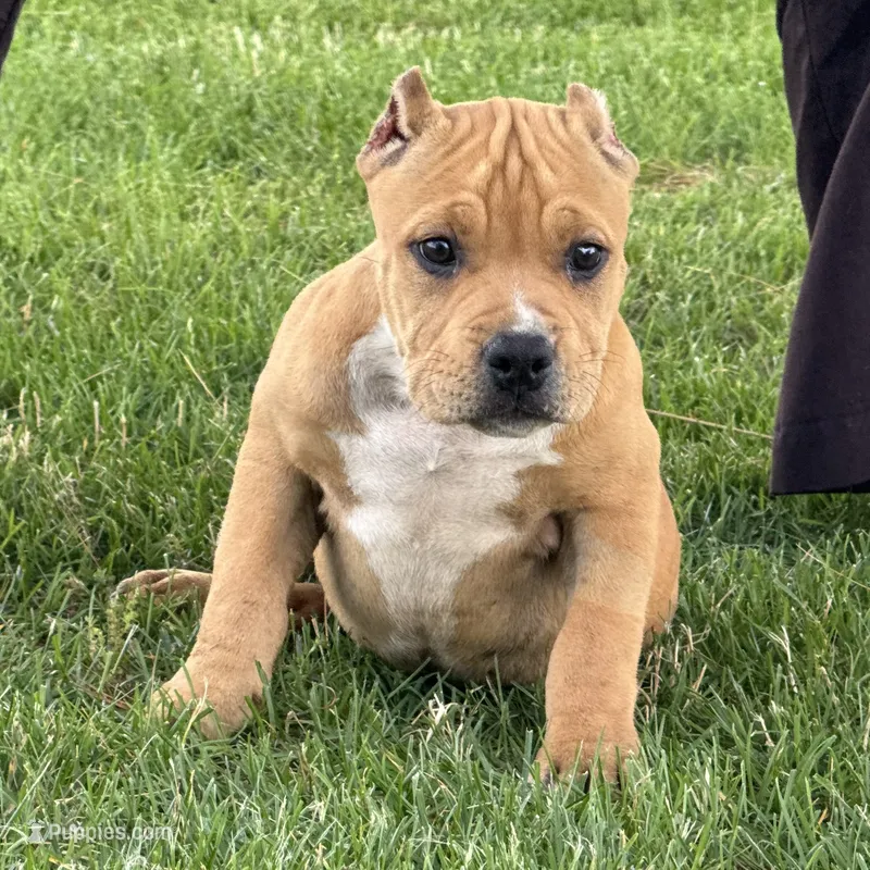 Glory – American Bully puppy for sale in Ligonier, IN