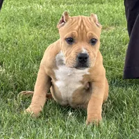 Glory, a female American Bully for sale in Ligonier, IN – 1 of 2