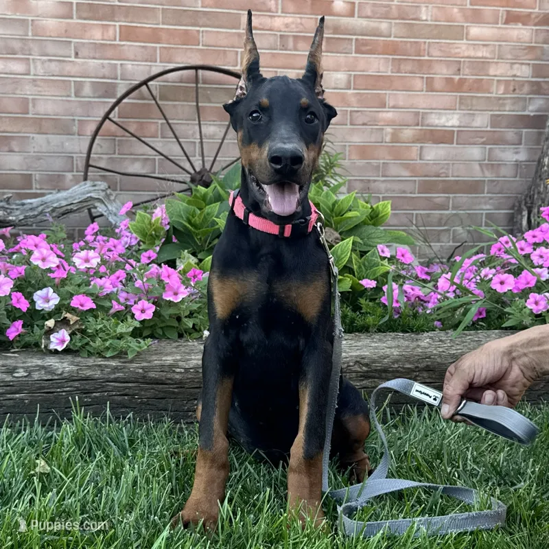 Zelda – Doberman Pinscher puppy for sale in Ligonier, IN