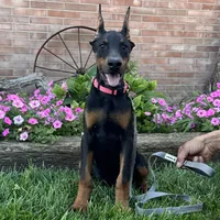 Zelda, a female Doberman Pinscher for sale in Ligonier, IN – 1 of 6