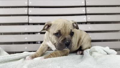 Flora, a female American Bully for sale in Ligonier, IN – 4 of 4