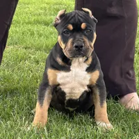 Gia, a female American Bully for sale in Ligonier, IN – 2 of 3