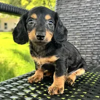Devo, a male Dachshund for sale in Ligonier, IN – 2 of 5