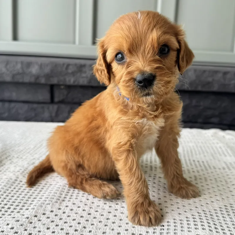 Billy – Irish Doodle puppy for sale in Ligonier, IN