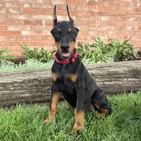 Achilles, a male Doberman Pinscher for sale in Ligonier, IN – 3 of 6