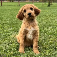 Billy, a male Goldendoodle and Irish Setter for sale in Ligonier, IN – 2 of 4