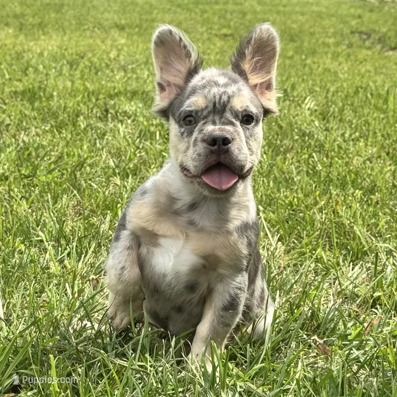 Grace – French Bulldog puppy for sale in Ligonier, IN