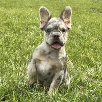 Grace, a female French Bulldog for sale in Ligonier, IN – 1 of 3