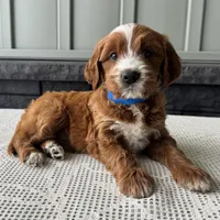 Rusty, a male Irish Doodle for sale in Ligonier, IN – 4 of 5