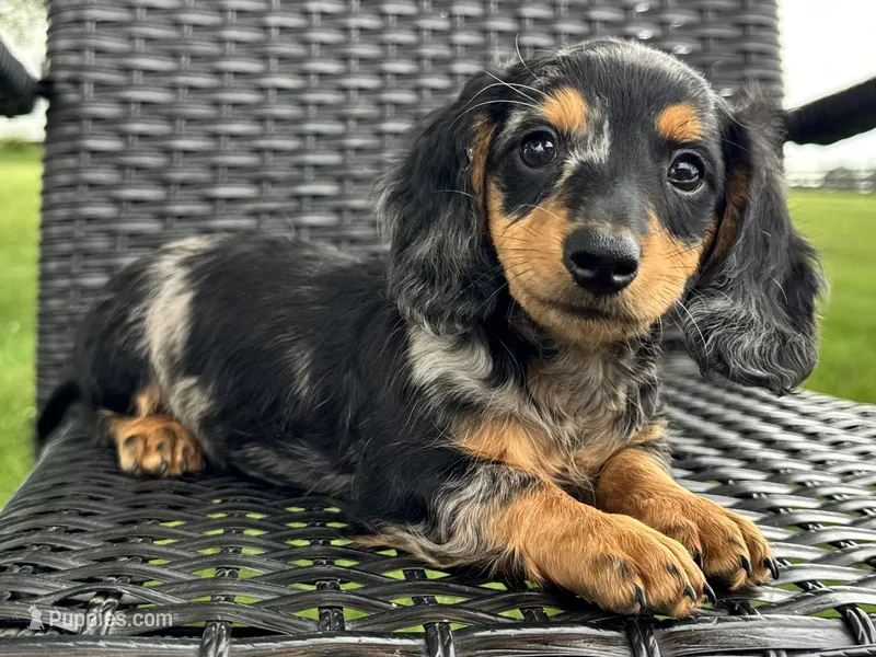 Duke – Dachshund puppy for sale in Ligonier, IN